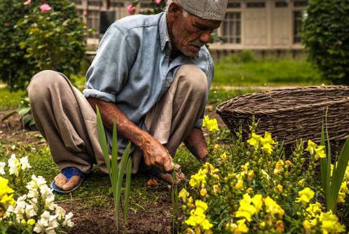 gardener